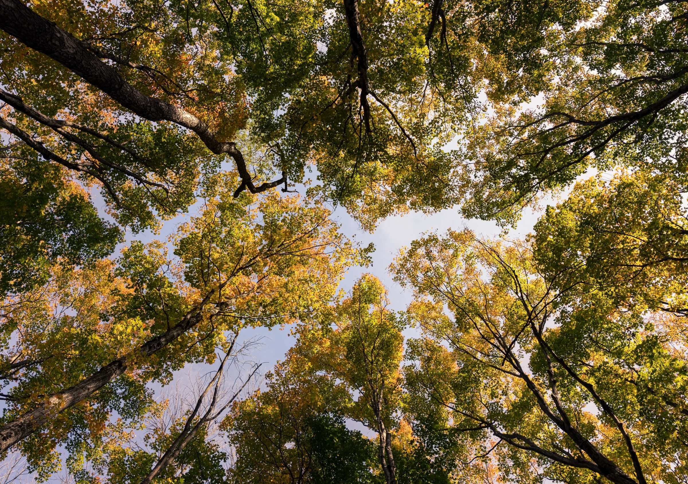 An upward view reveals gold and green leaves surrounding a small opening of blue sky.