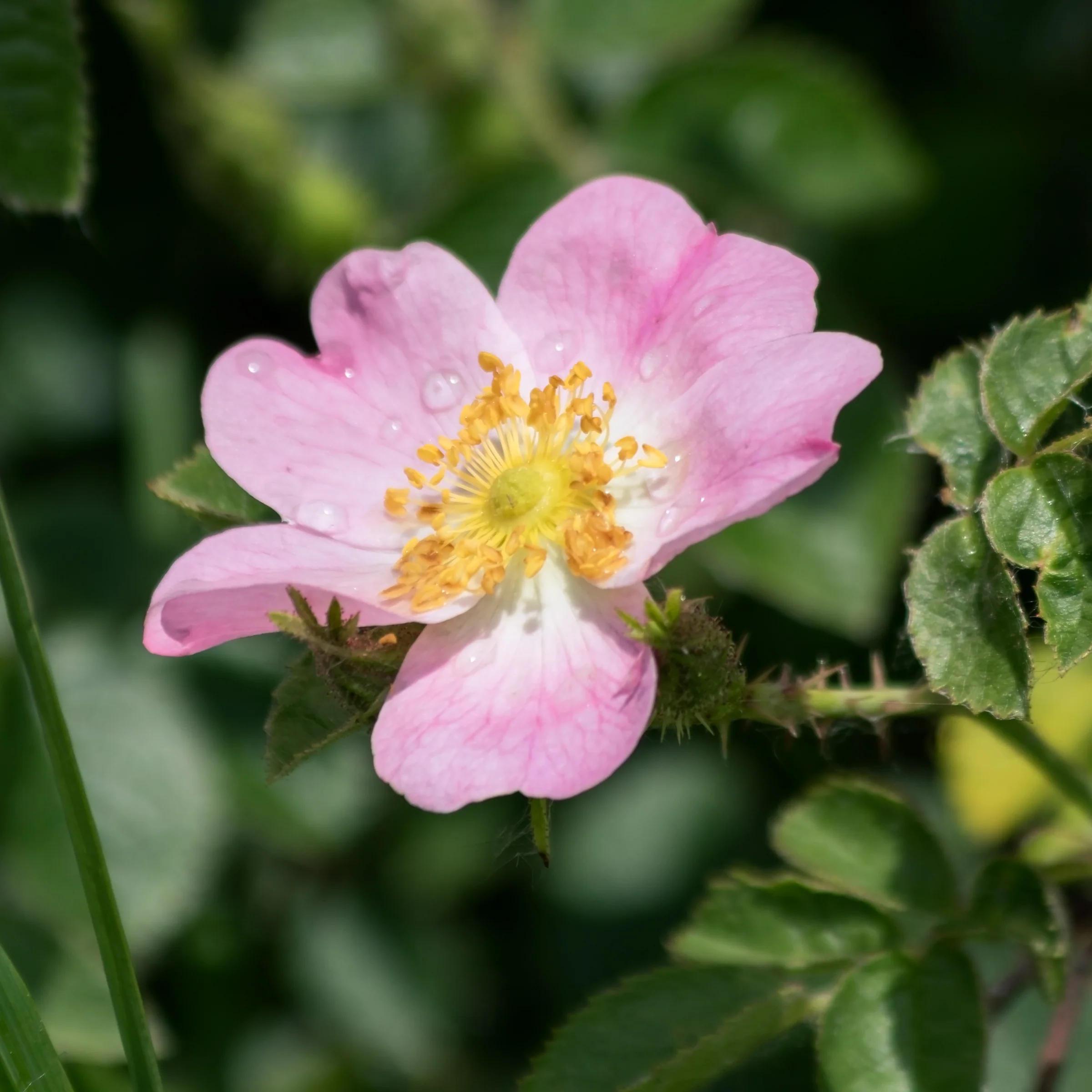 A pale pink wild rose opens around golden stamens among glossy green leaves.