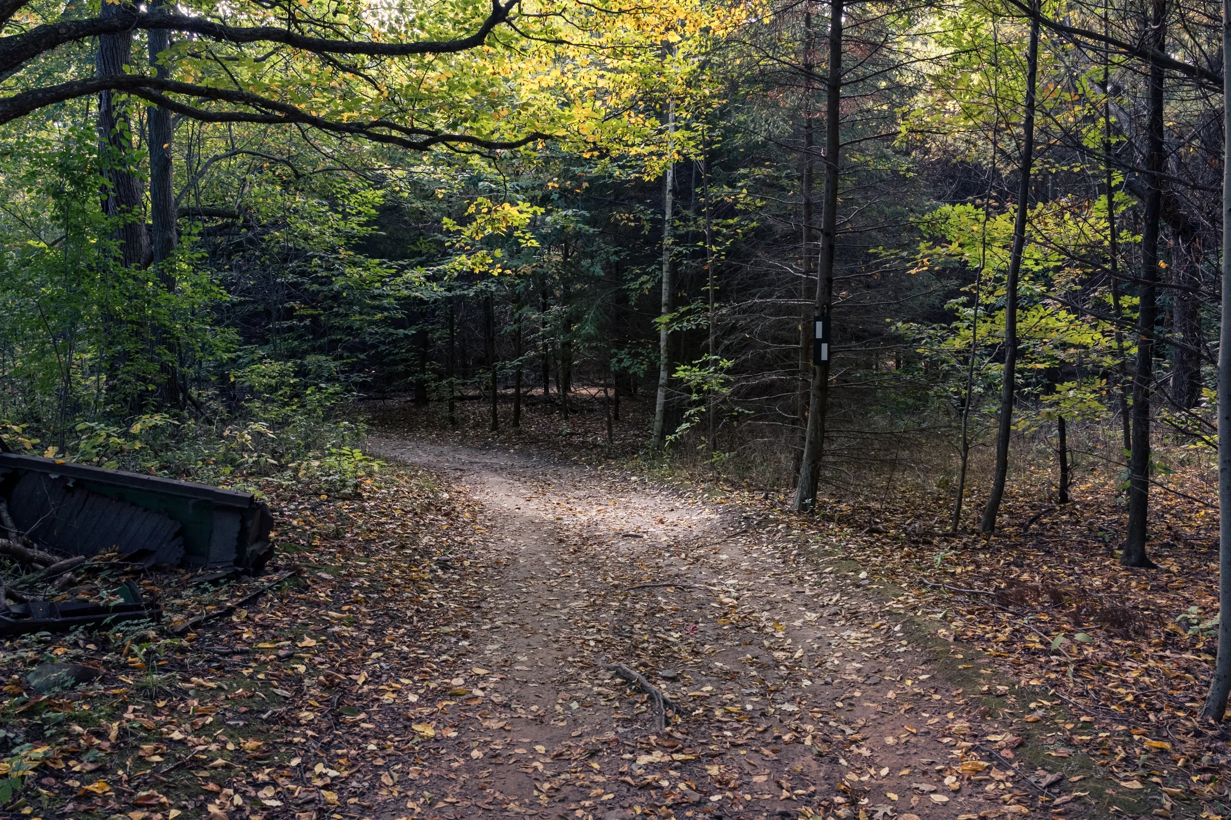 A winding forest trail is covered in brown leaves beneath an autumn canopy.