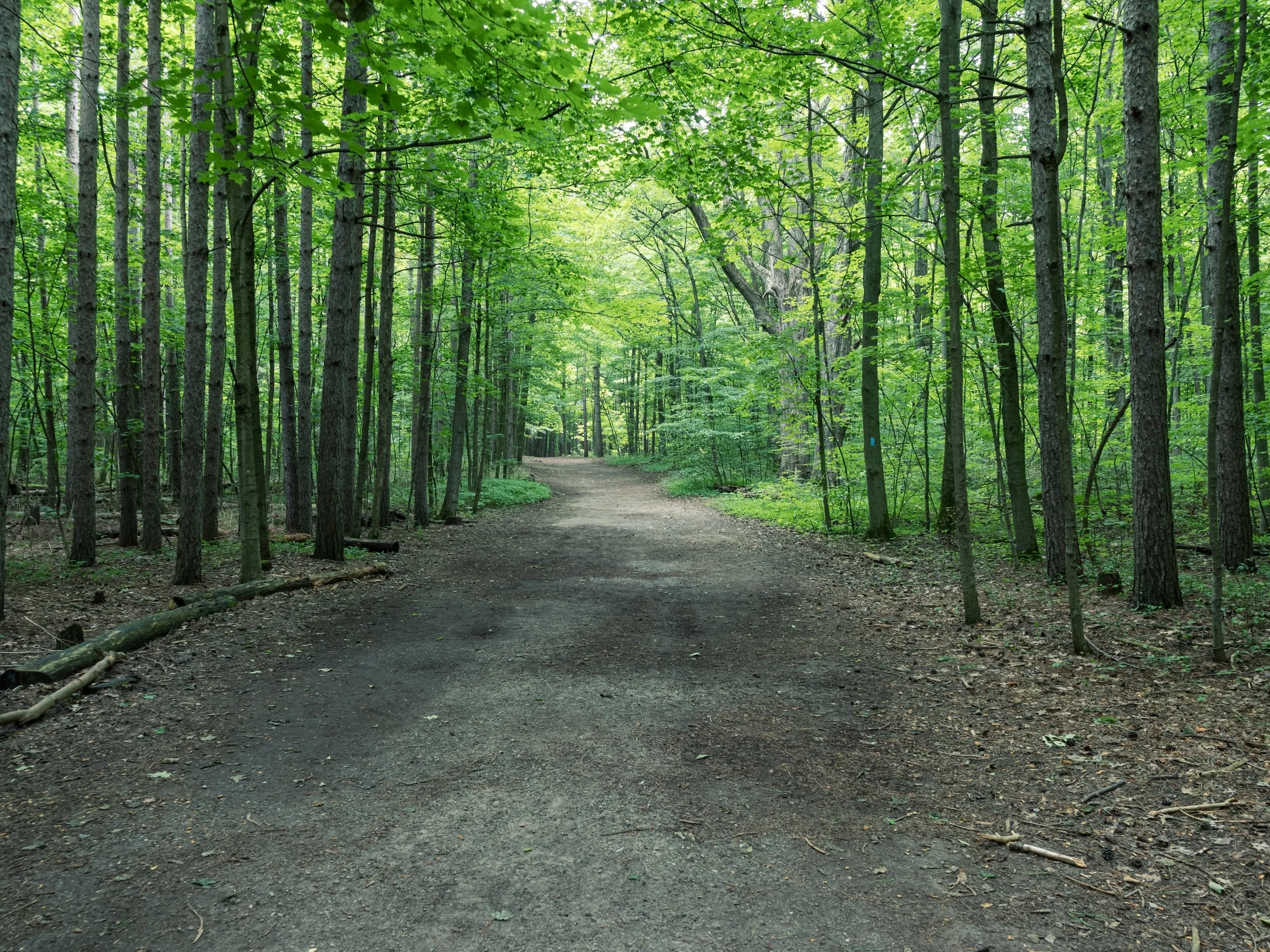 A broad woodland trail recedes beneath a bright canopy of fresh green leaves.
