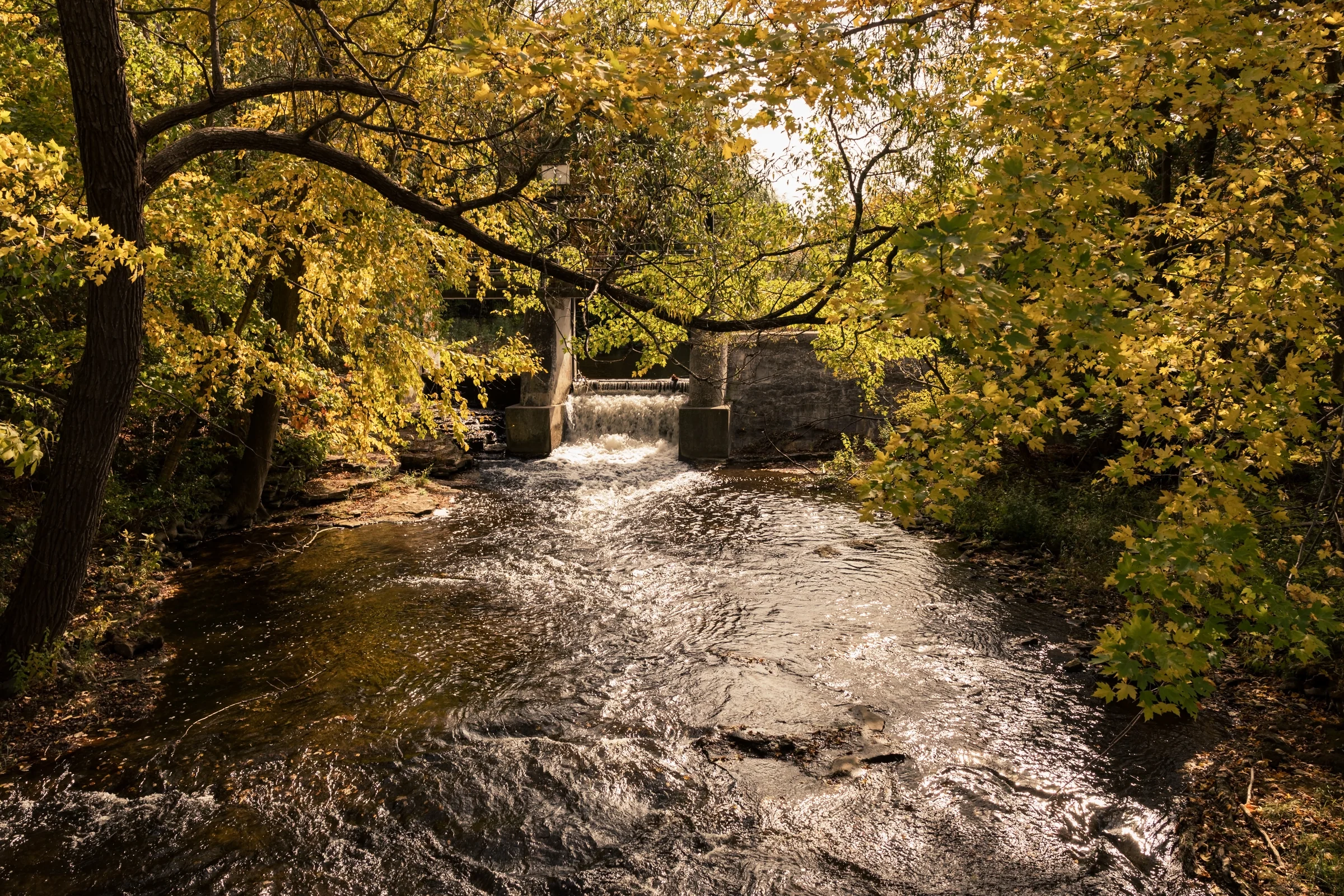 Yellow autumn leaves arch above a sunlit stream and a low stone crossing.