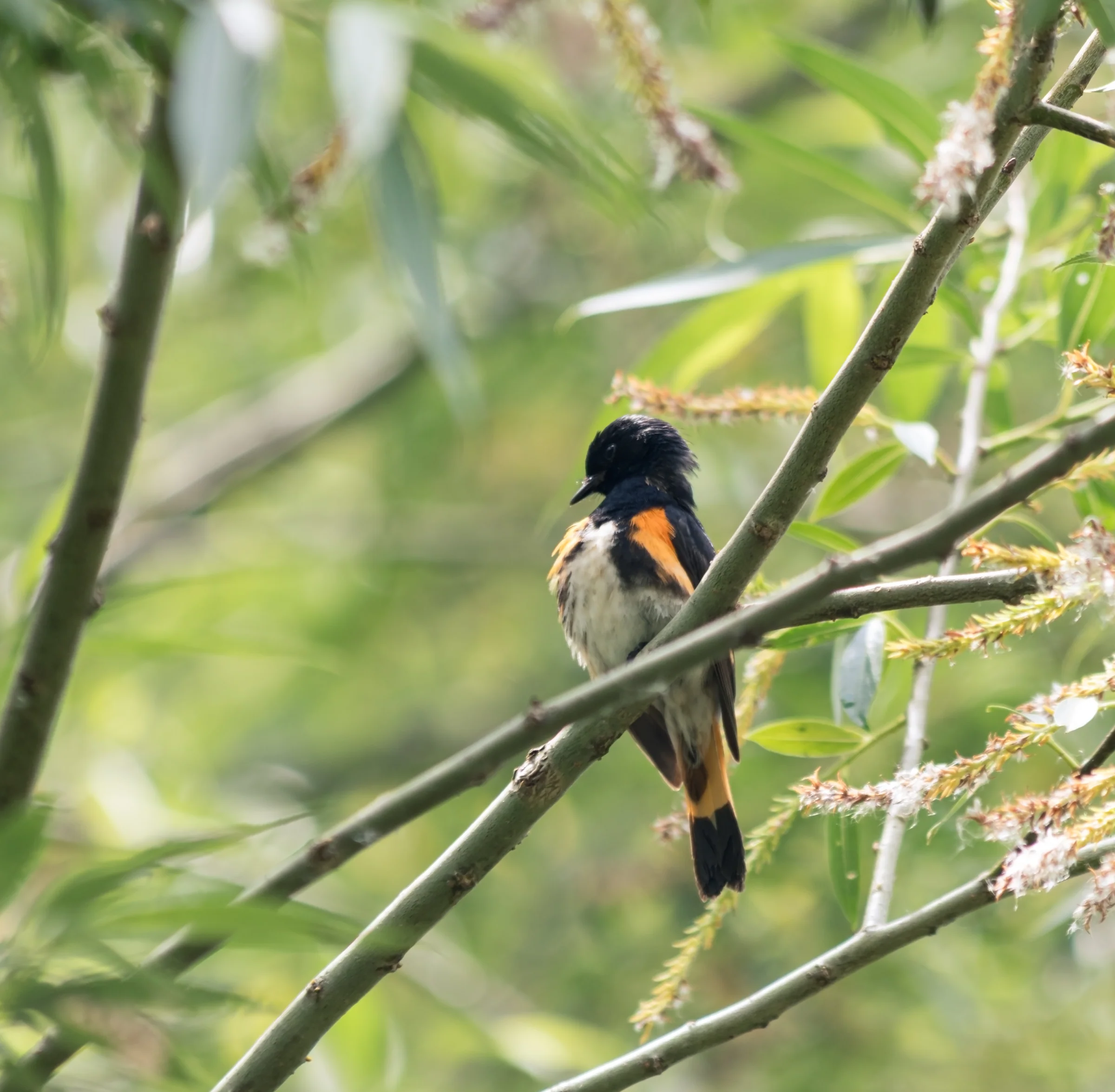 A black-and-orange bird faces forward from a leafy thicket.