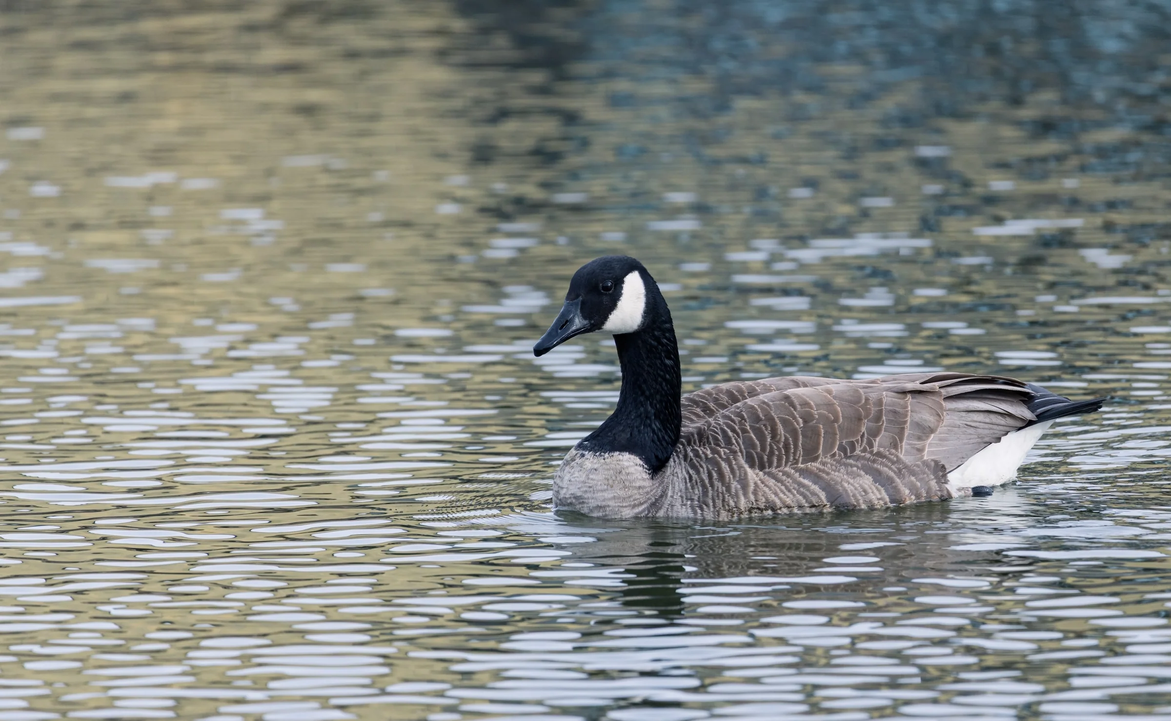 A Canada goose crosses a pond streaked with silver and green reflections.