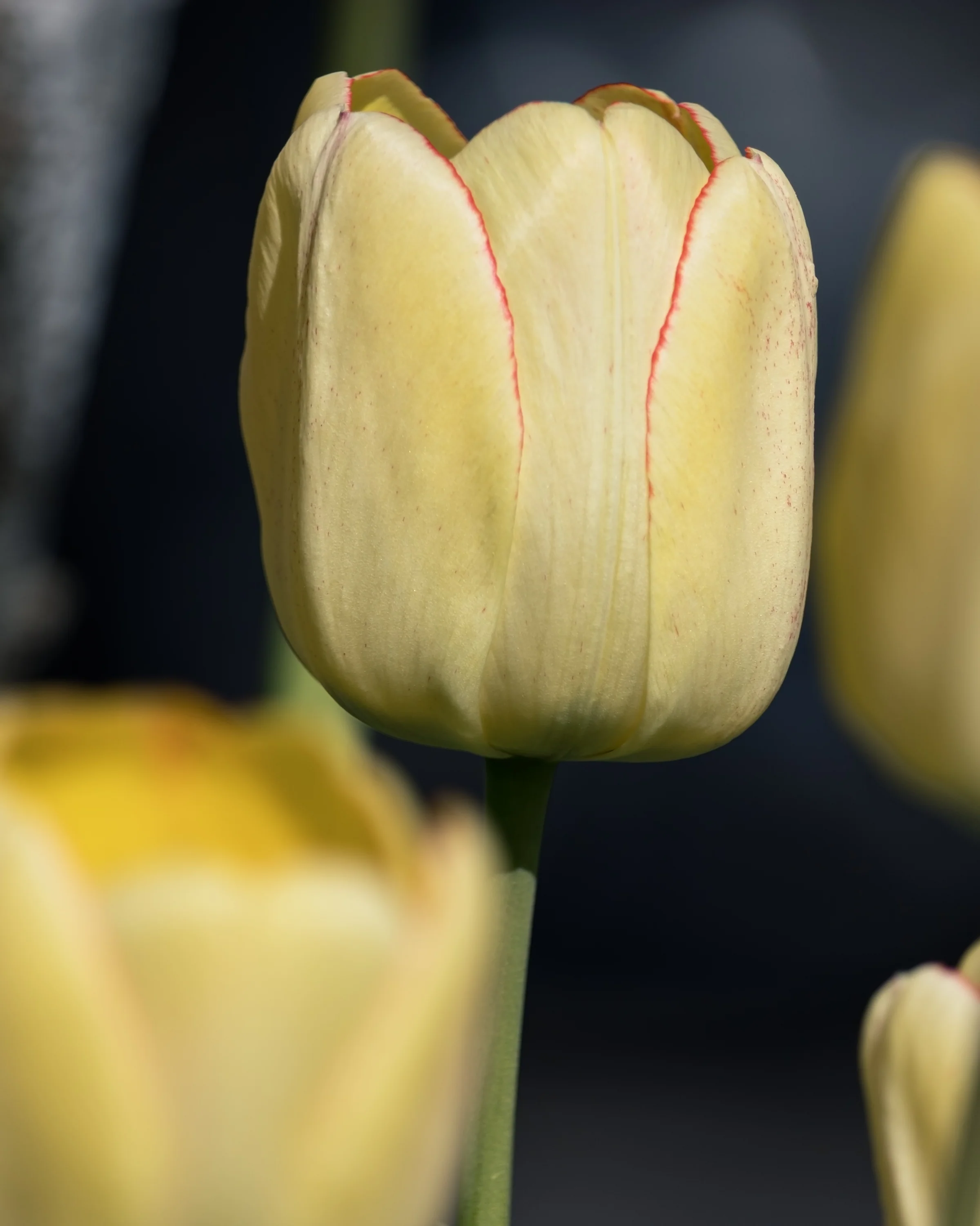 A pale yellow tulip with fine pink edges stands against a dark background.