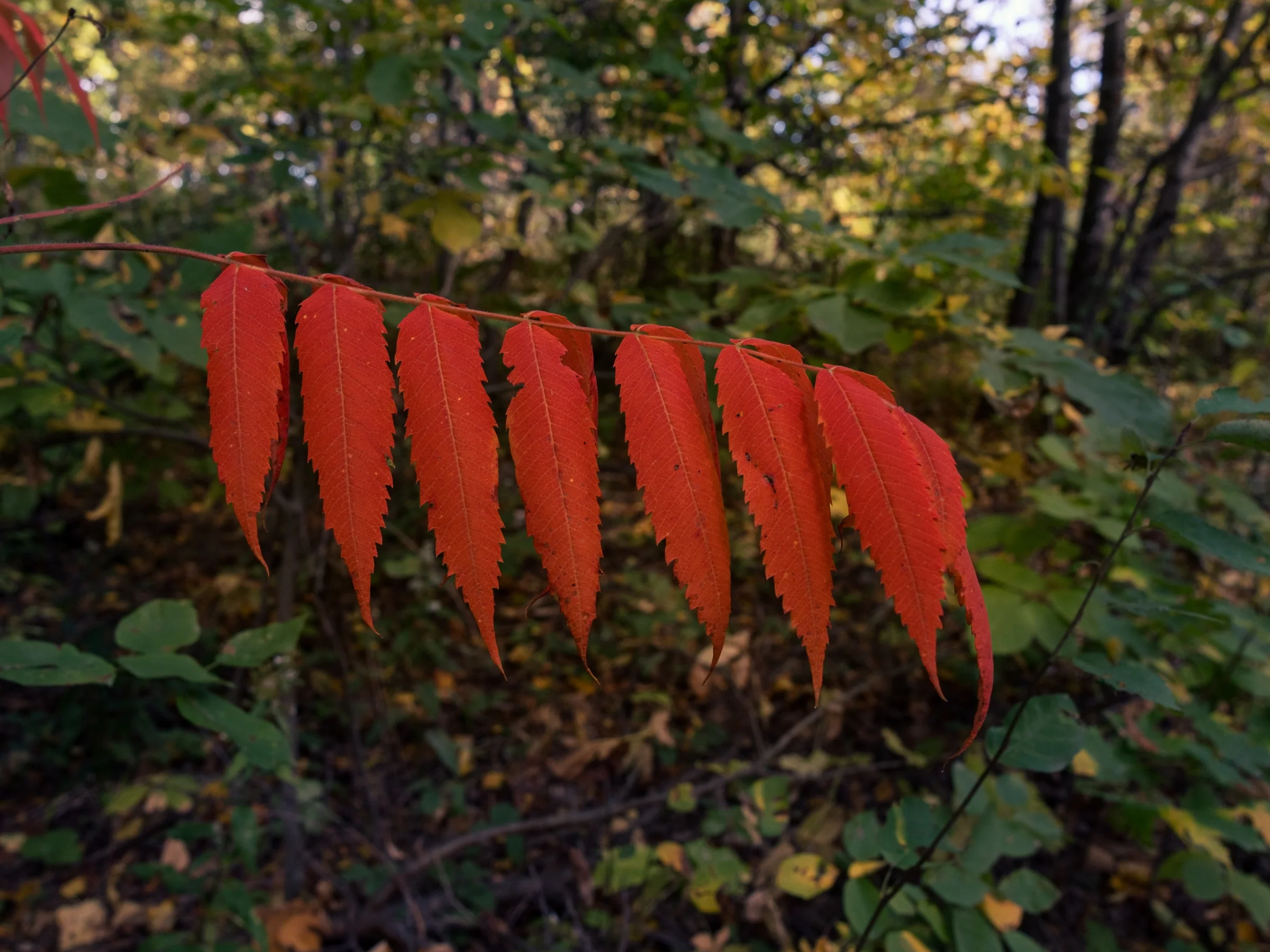 A row of vivid red leaflets glows against soft green woodland.