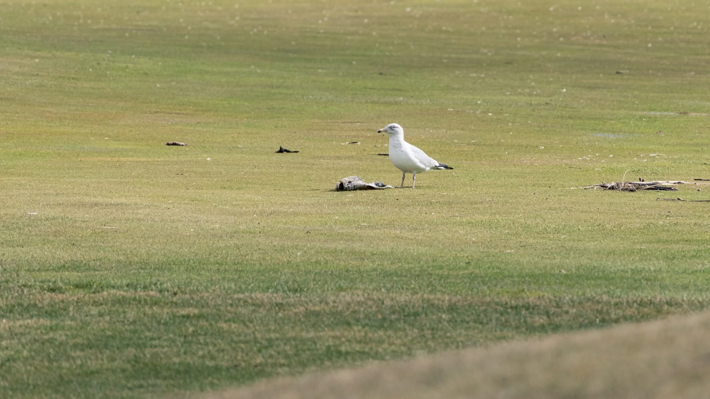 A white gull stands alone on a broad lawn beneath a muted woodland backdrop.