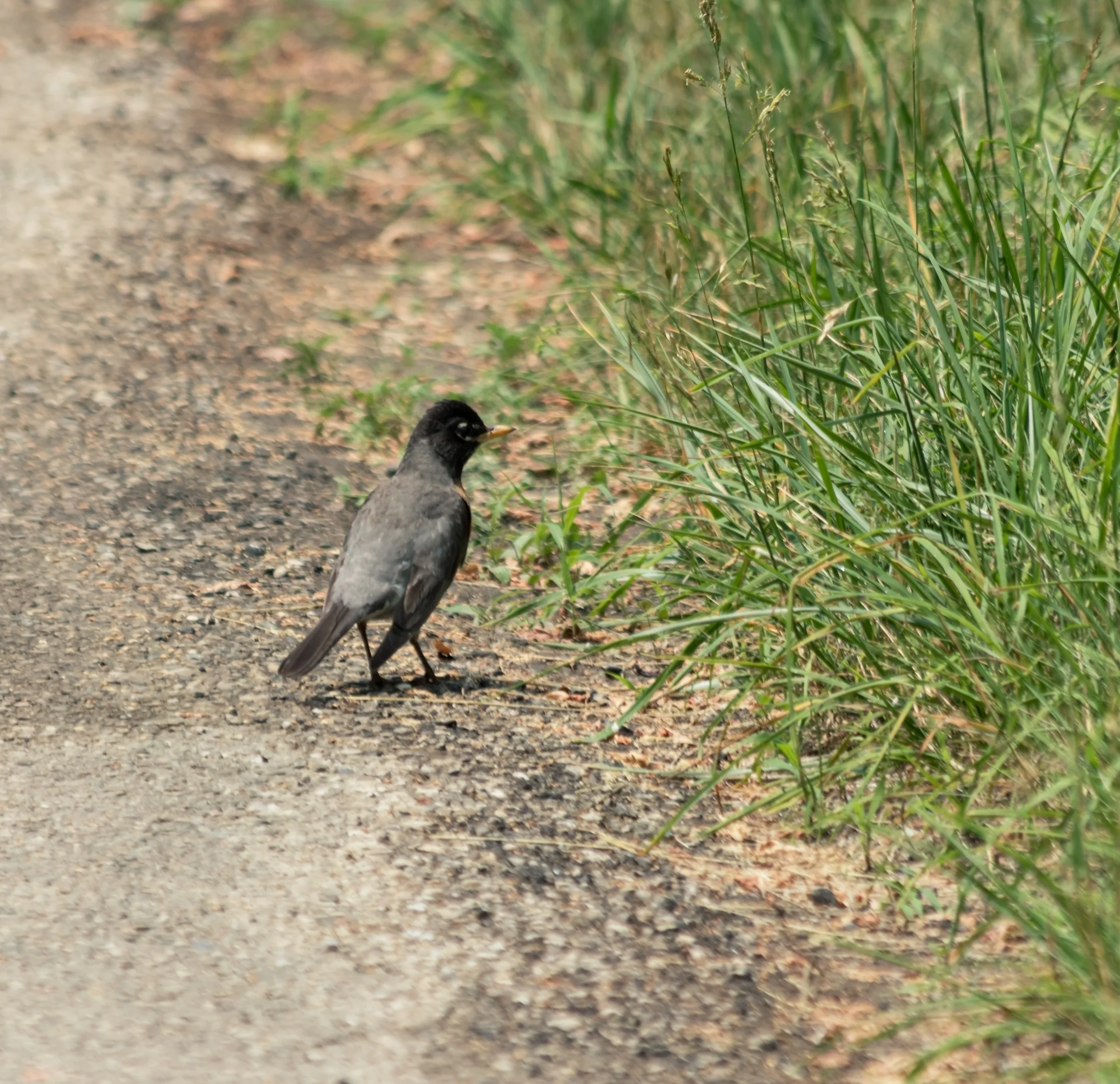 A dark bird stands at the grassy edge of a sunlit woodland path.