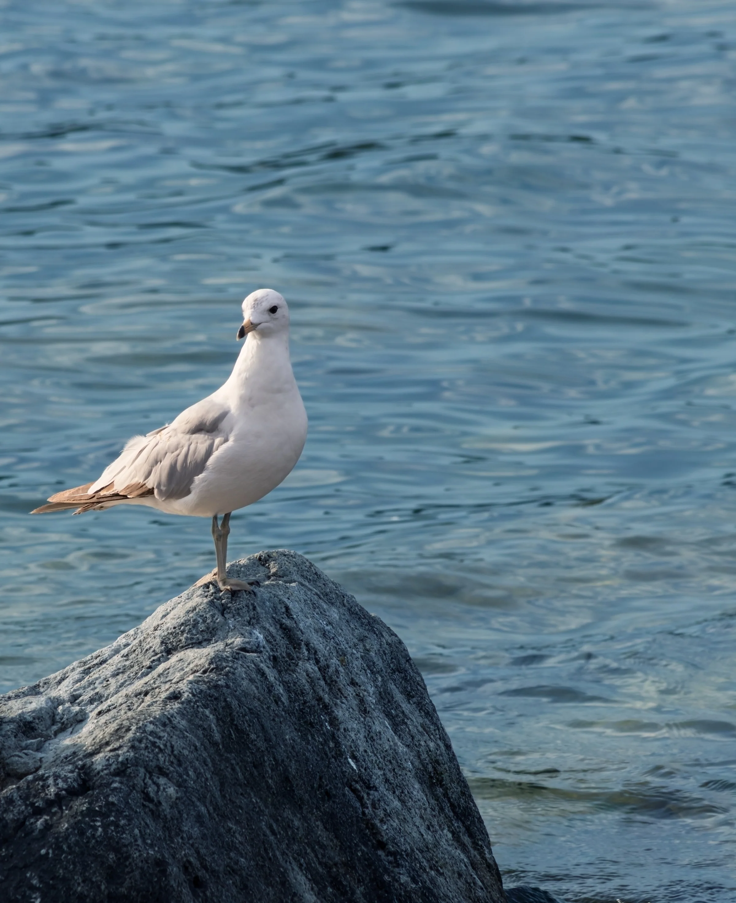 A white gull stands on a dark rock surrounded by blue water.