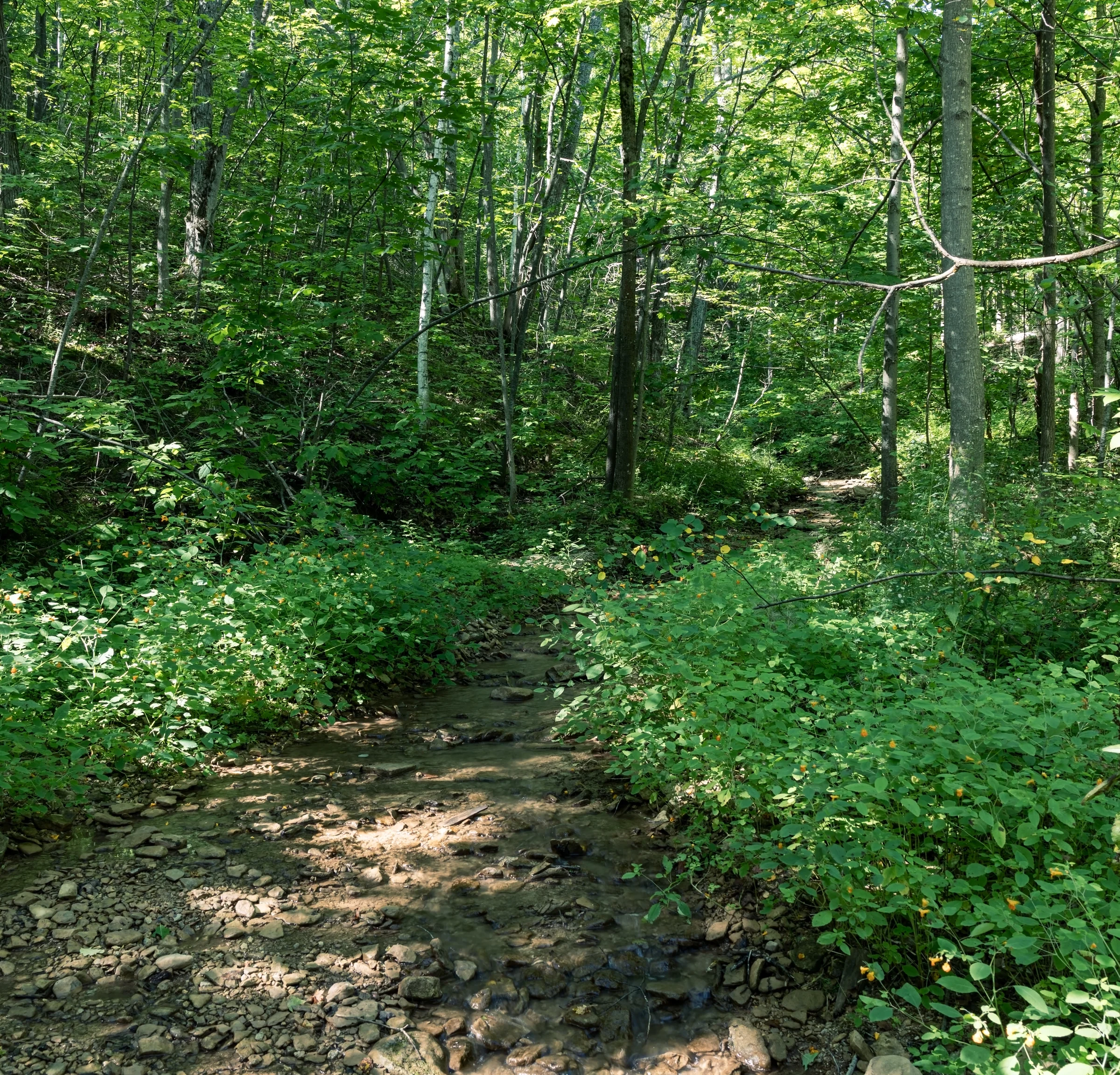 A narrow dirt trail leads into a dense stand of sunlit trees.