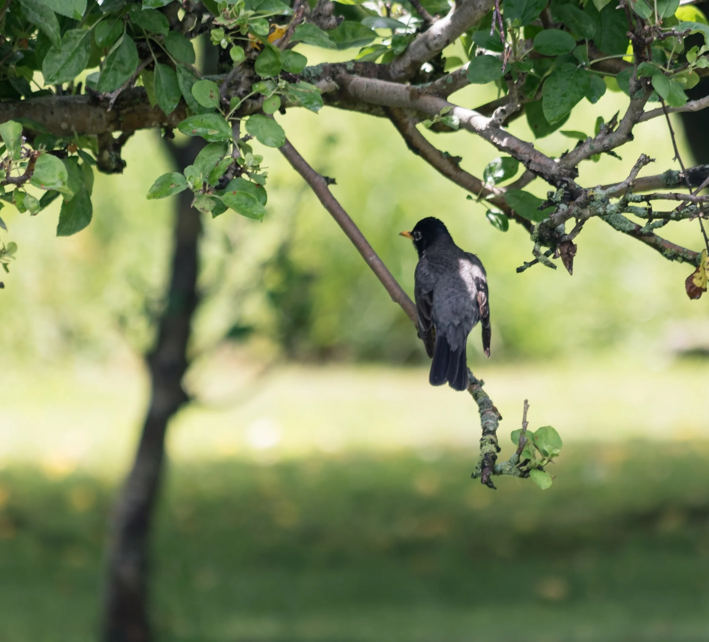 A dark bird perches on a thin twig beneath an arching leafy branch.