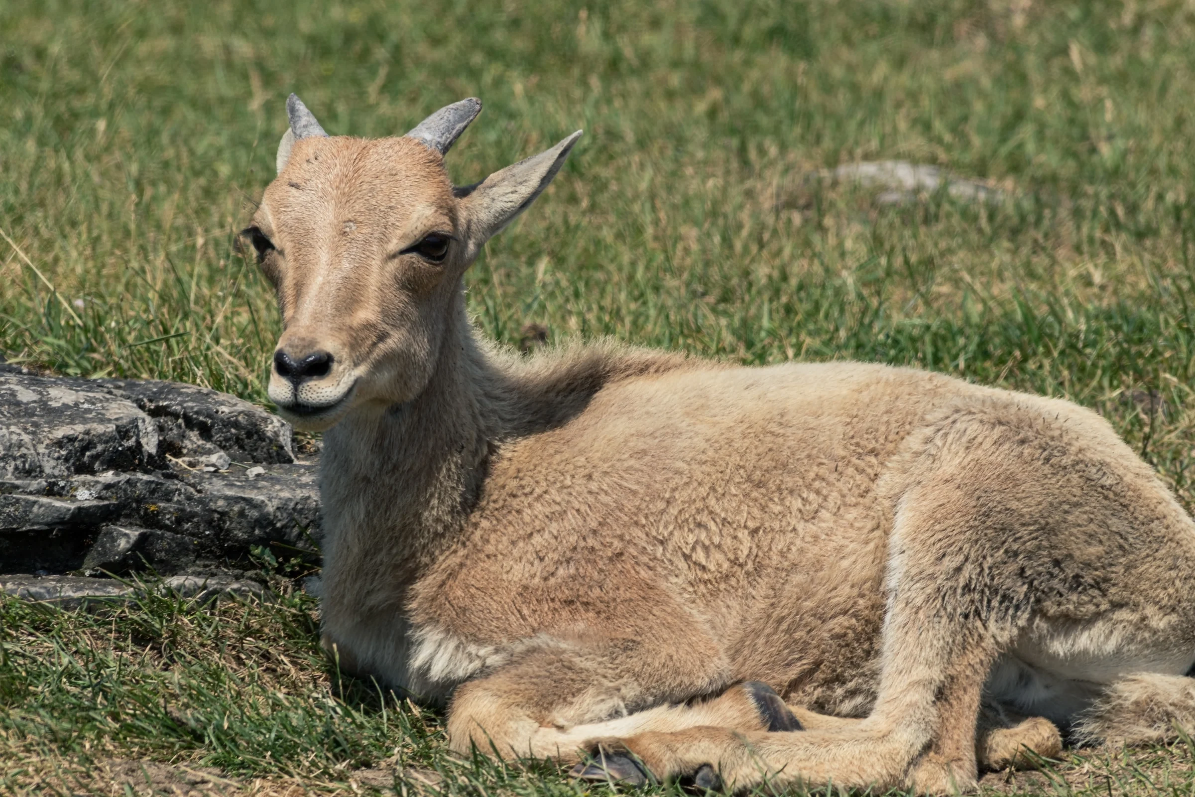 A young horned mountain animal rests on grass beside a weathered log.