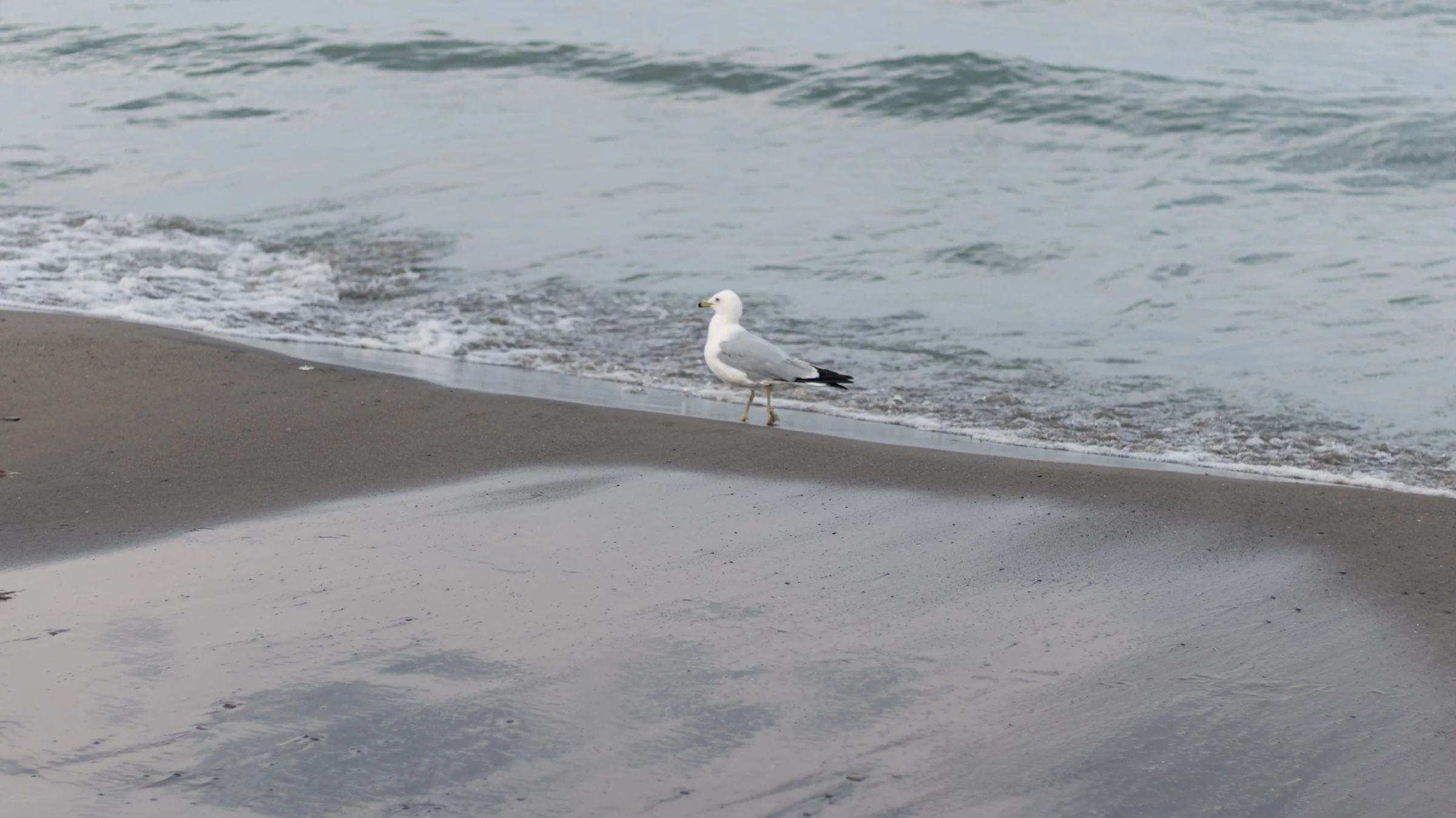 A gull stands where small waves meet a gently sloping sandy shore.