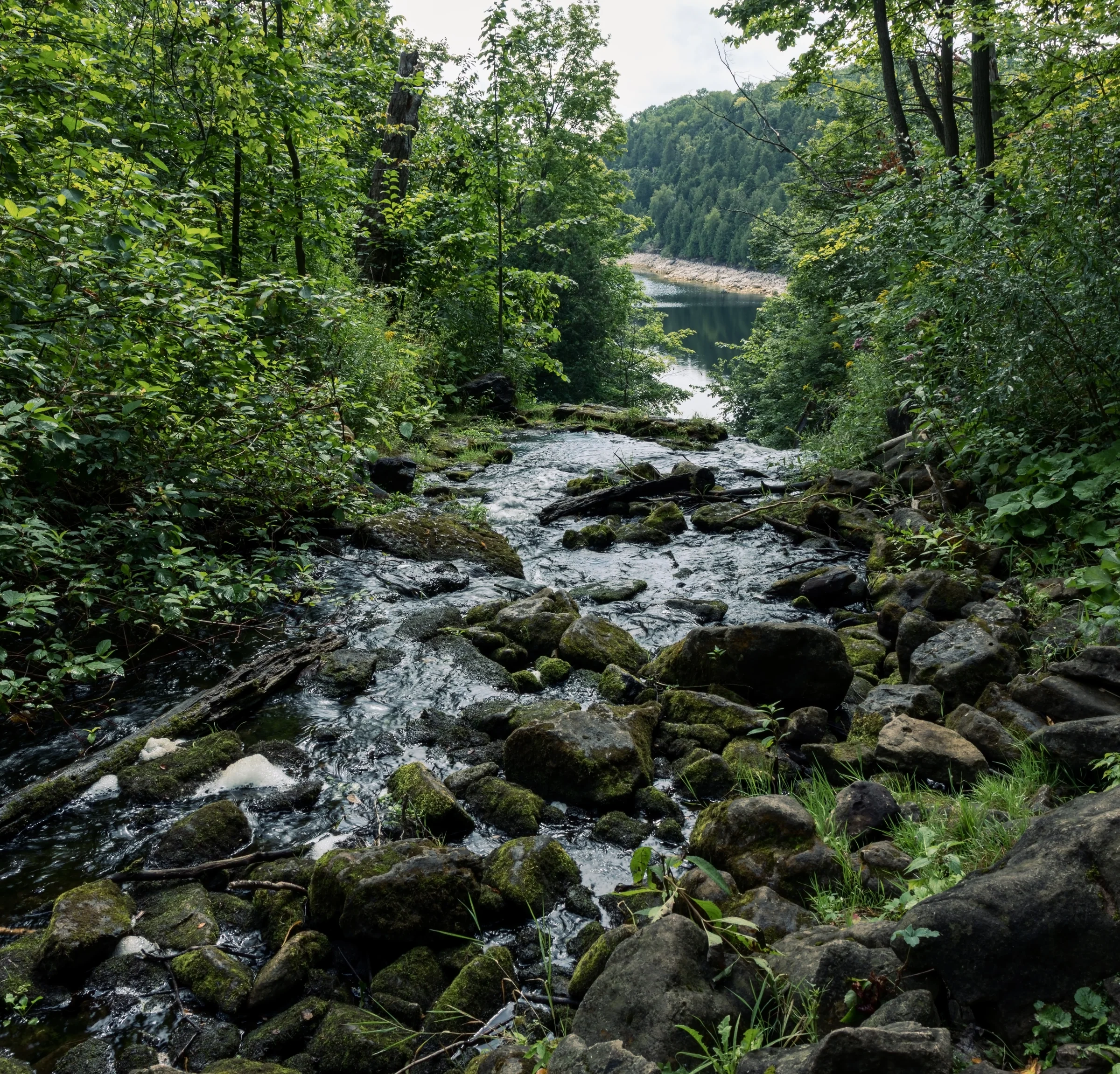 A shallow stream winds over pale rocks between densely wooded banks.