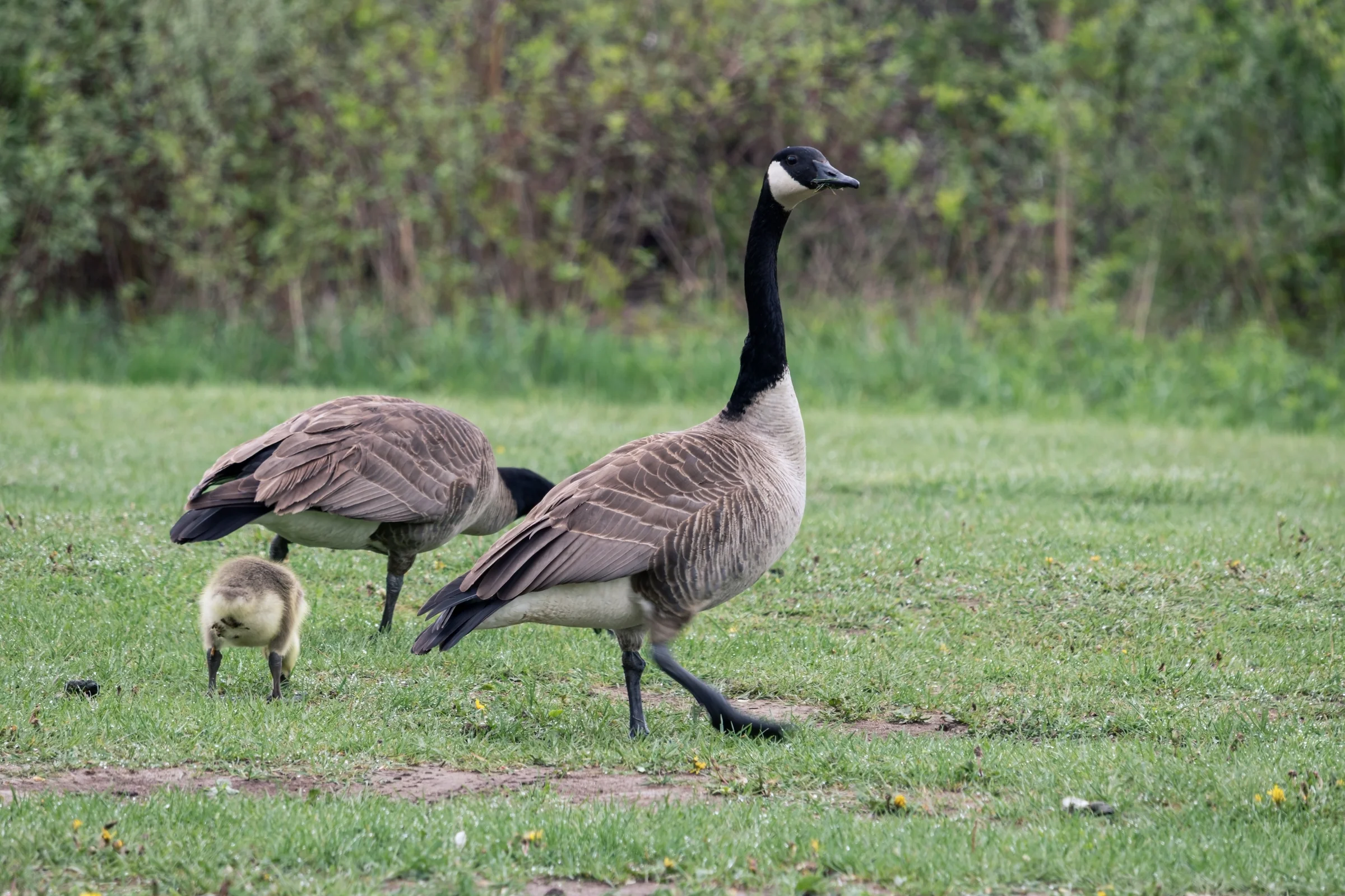 An adult Canada goose stands beside a small gosling on a grassy field.