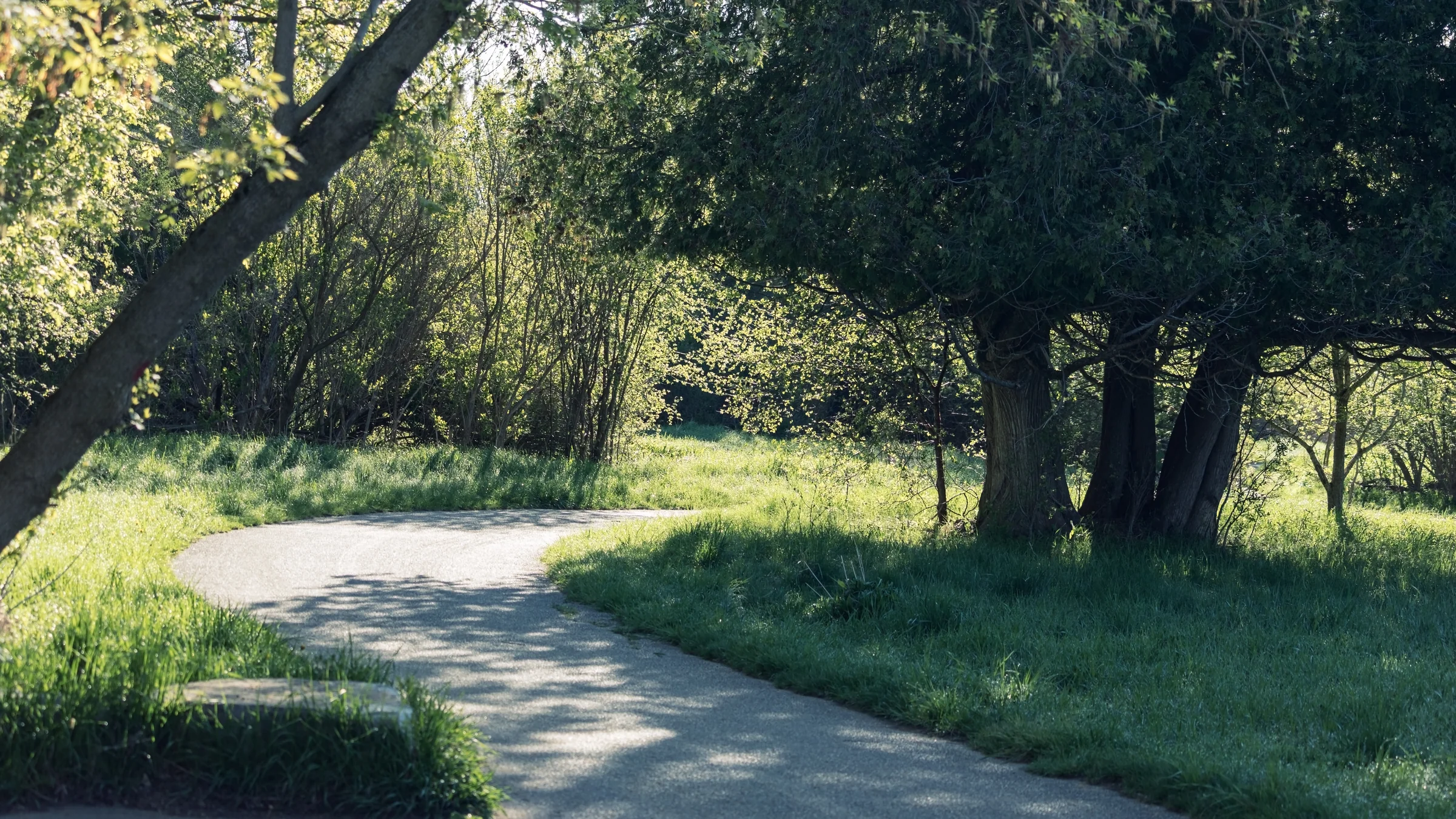 A narrow path bends beneath leafy trees through a sunlit park.