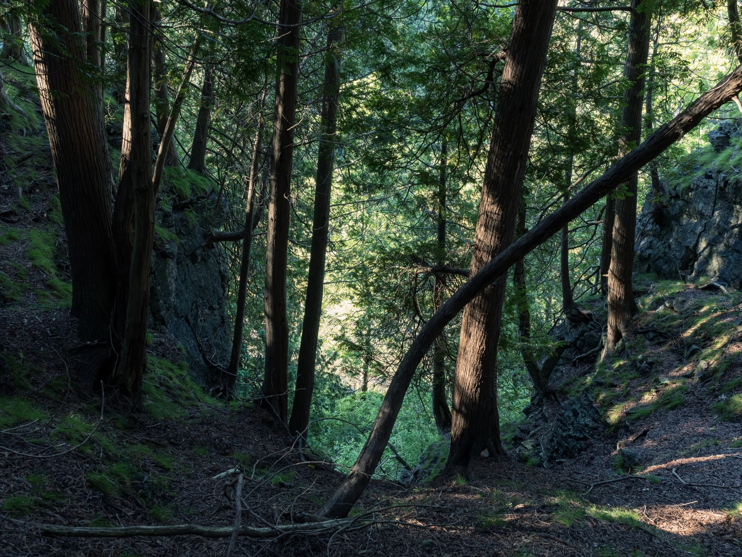 Slender trunks and fallen branches cross a shaded woodland slope.
