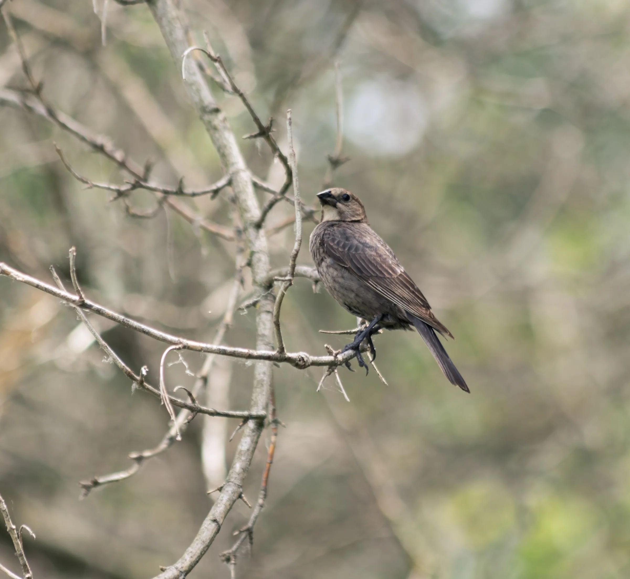 A small brown bird rests on a bare branch against softly blurred woodland.