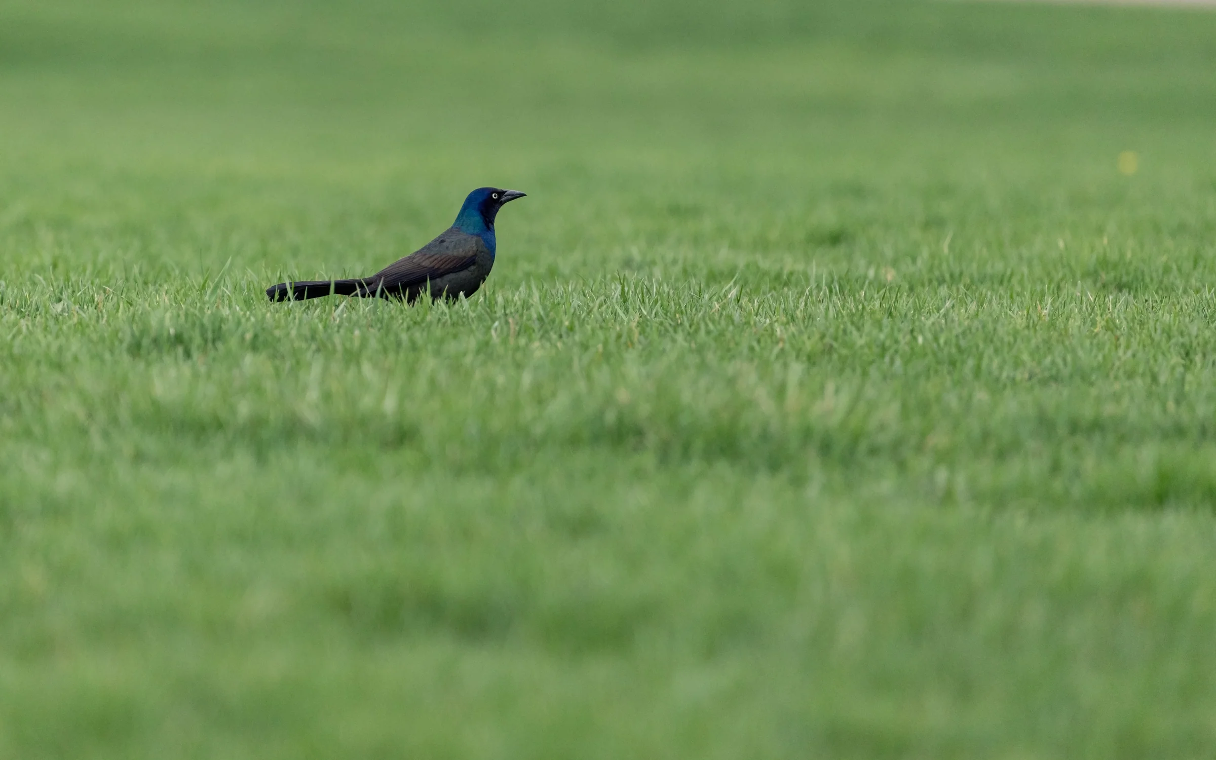 A dark bird with a blue-green head stands in a sunlit lawn.