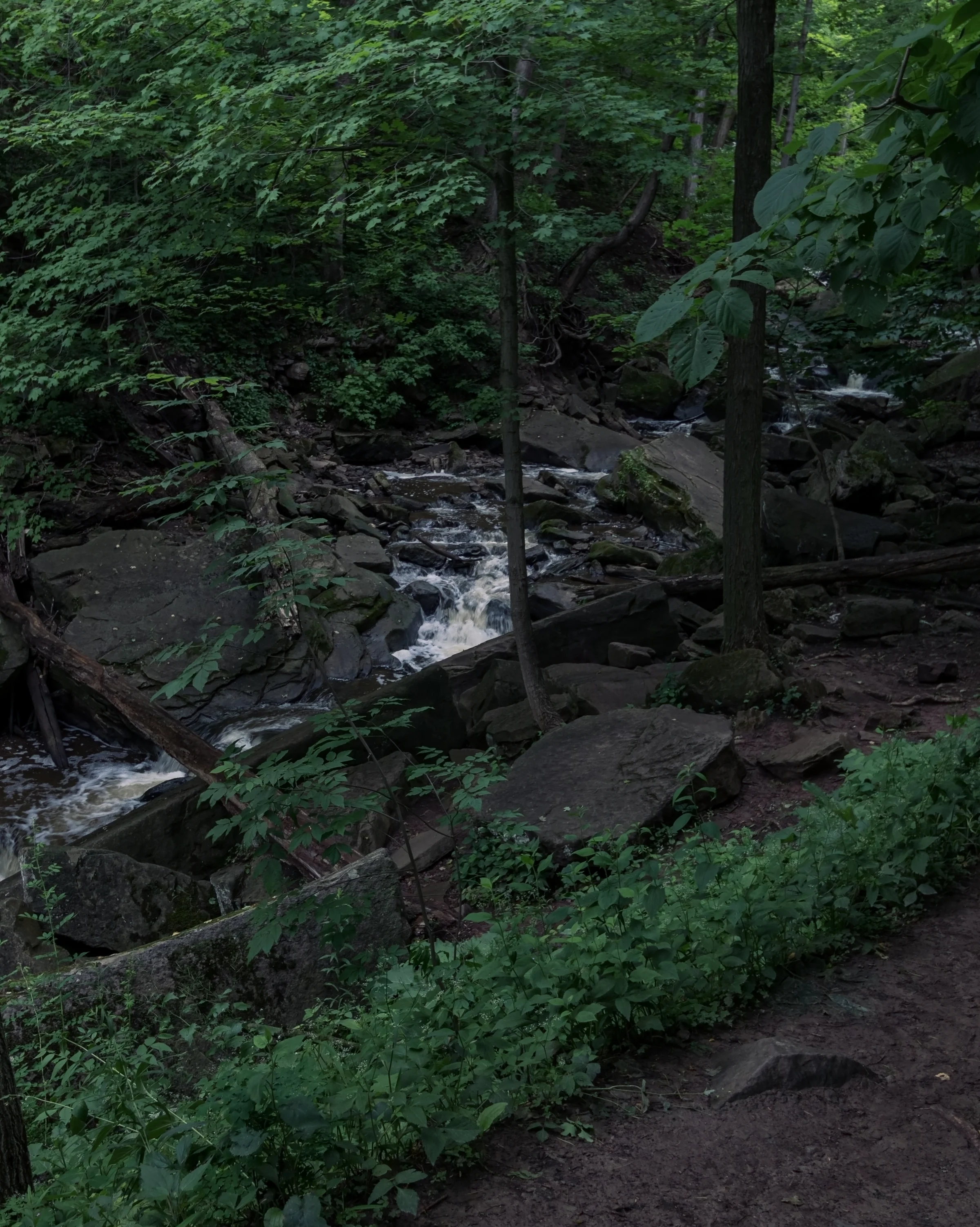 A narrow stream tumbles over rocks beneath a dense woodland canopy.