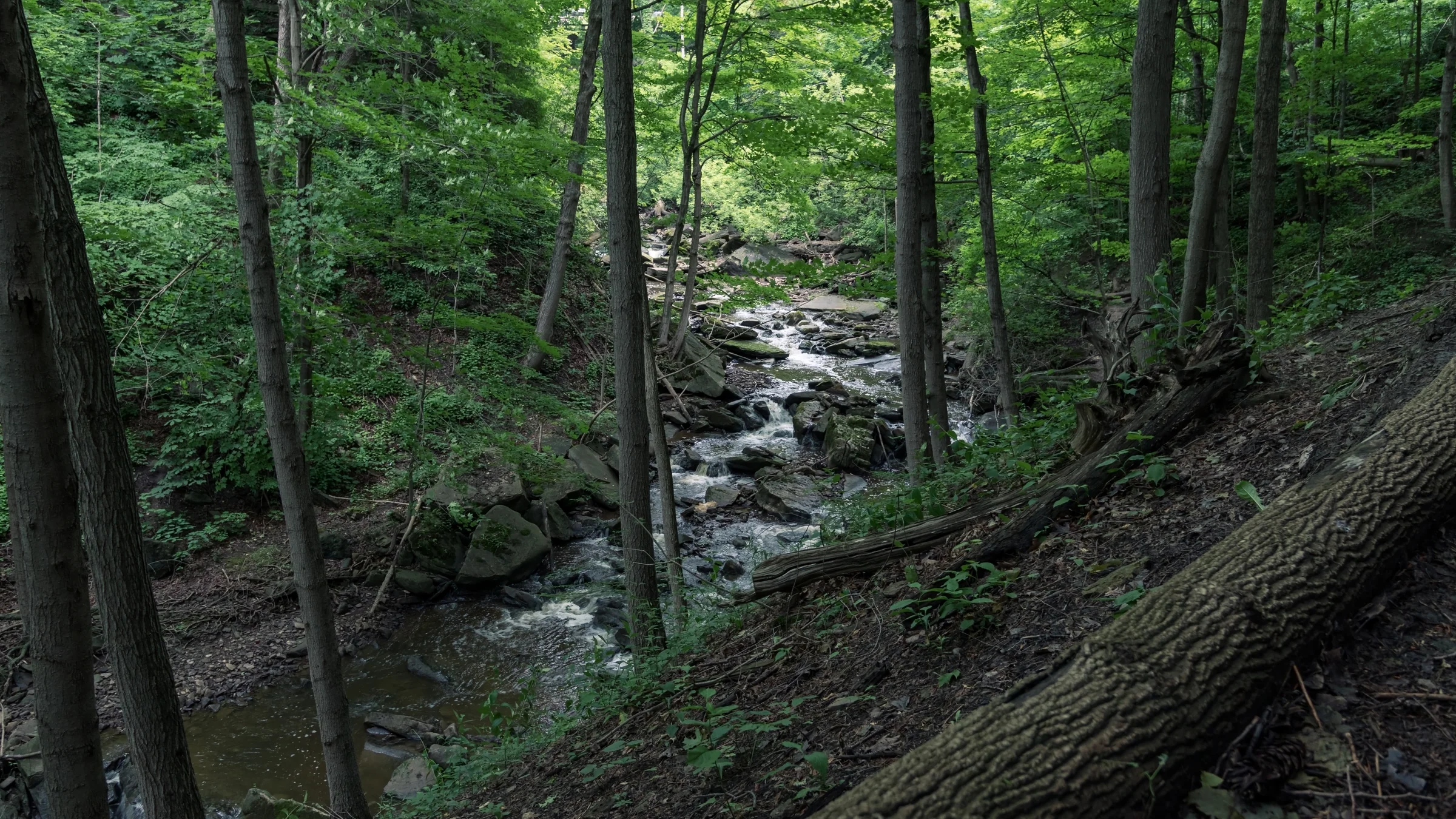 Fallen logs and tall trees frame a rocky stream in a green forest ravine.