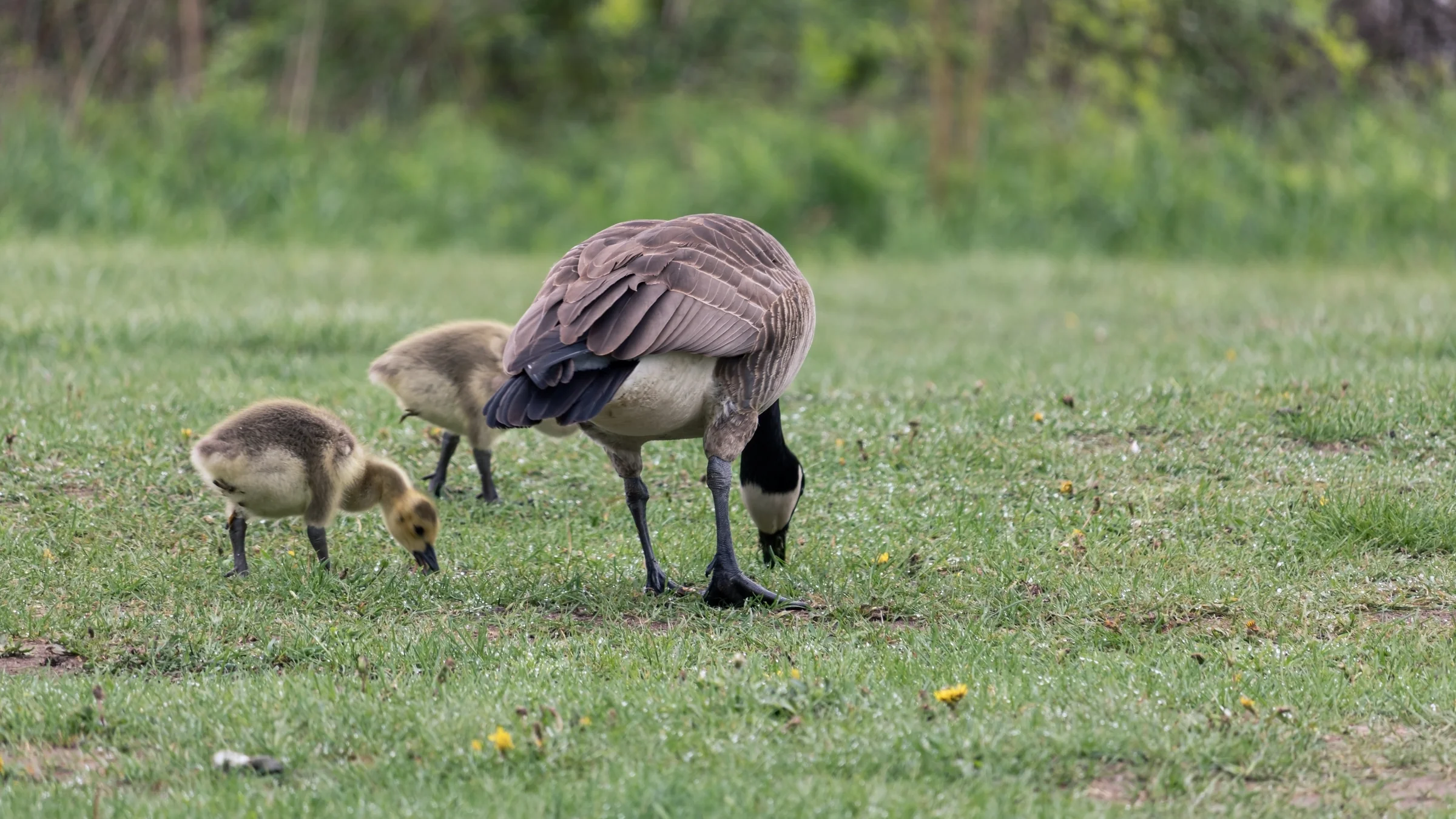An adult Canada goose grazes beside two downy goslings.
