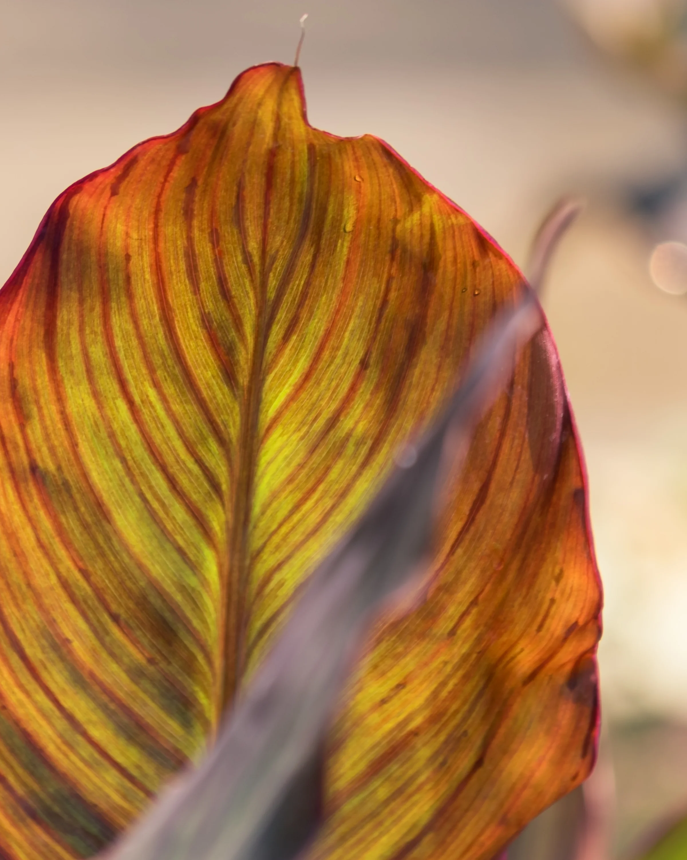 Backlighting reveals fine veins in a yellow-orange leaf edged with deep red.